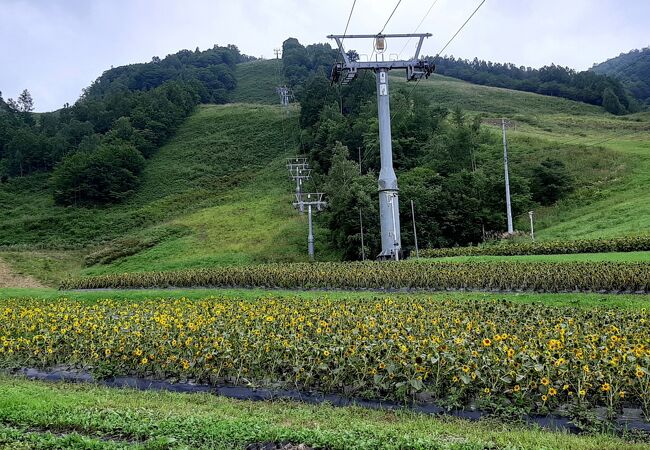 飛騨ほおのき平