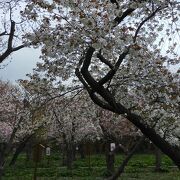 様々な種類の桜が満開