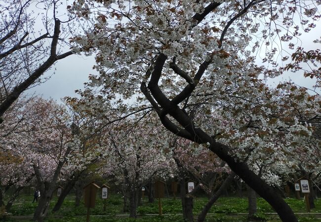 松前町桜見本園