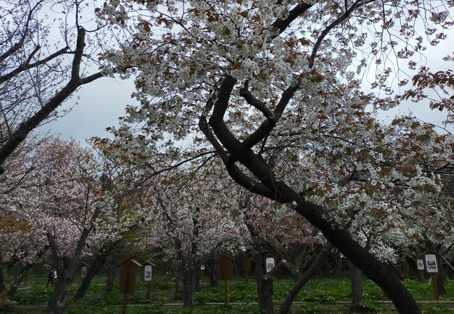 様々な種類の桜が満開