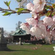 5月上旬に桜を楽しめる小樽の桜の名所