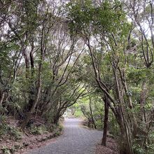 滝への遊歩道