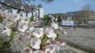 5月上旬、公園内に桜が咲く