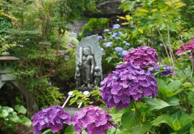 観音寺あじさい祭り