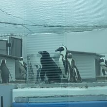 網越しですがケープペン（ペン）ギン～