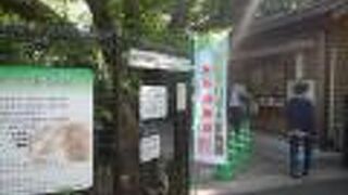 ベニバナトチノキを探してみた