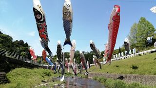 岡崎のこいのぼりスポット