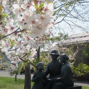 5月上旬、桜に囲まれて