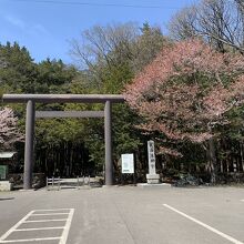 4月の北海道神宮は桜が満開 By Crispychocolate 北海道神宮のクチコミ フォートラベル