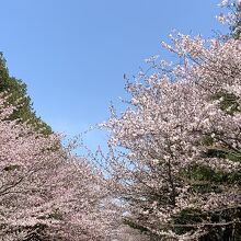 桜が満開の境内