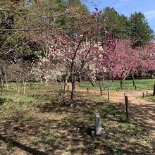 桜と梅が一緒に咲いてます