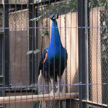 インドクジャク