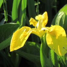 菖蒲の珍しい黄色い花