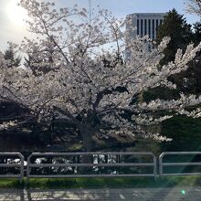 桜、満開でした