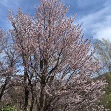 桜も満開