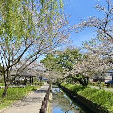 疏水沿いの桜並木