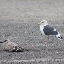 オオセグロカモメ成鳥＆幼鳥