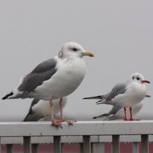 オオセグロカモメ　＆　ユリカモメ 
