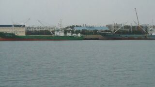 オオセグロカモメが見られました。