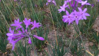 林森公園 康楽公園