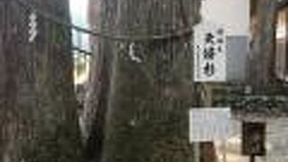 戸隠神社 夫婦杉