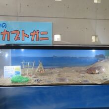 カブトガニが見れます