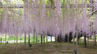 見事な藤を堪能！＆手入れされた季節の花々で美しい公園