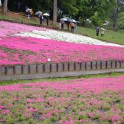 令和4年の芝桜シーズンは短かった！