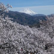 山全体が桜で覆われています