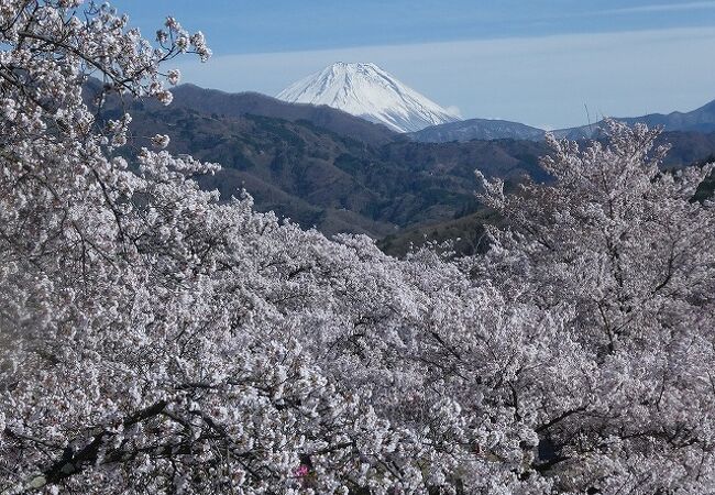 山全体が桜で覆われています