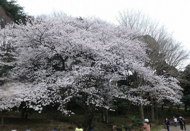 鶴見の公園 植物園 クチコミ人気ランキングtop19 フォートラベル 神奈川県