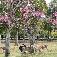 梅林とシカのコラボ