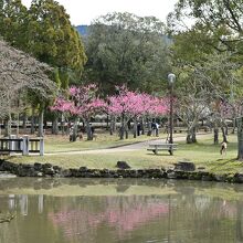 池や芝など公園との調和も見どころ
