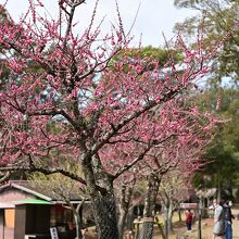 茶店や園路があるのも公園ならでは
