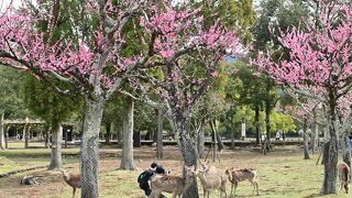 梅園ではなく梅林