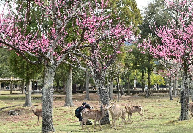 梅園ではなく梅林