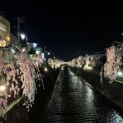 桜まつり開催中は、しだれ桜がライトアップ