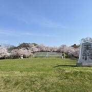 桜の名所、人間将棋の会場