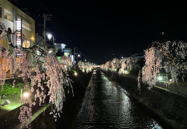 桜まつり開催中は、しだれ桜がライトアップ