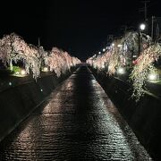 人間将棋や夜桜のライトアップが見所