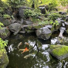 山本有三記念館 庭の池