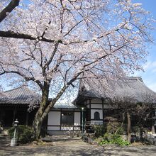 ６満開の桜と本堂と観音堂