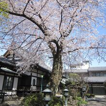 ７満開の桜と本堂と庫裡