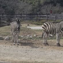 シマウマもいっぱい