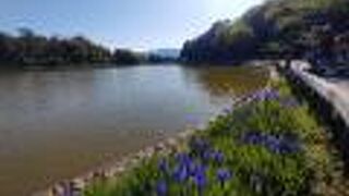 水辺の青い花はカキツバタ？