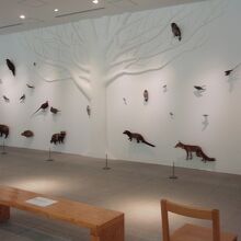 高尾山で見られる獣や鳥の展示