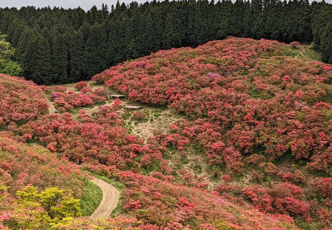 ５月に訪問し、ツツジがとてもきれいでした。