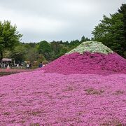 富士山のふもとにある芝桜畑
