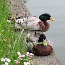 マガモを見つけました