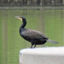 カワウも良く見ます
